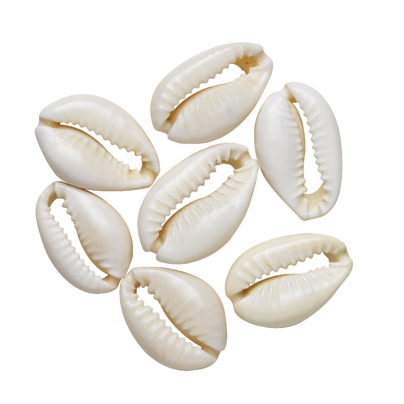 Schelpen half - 30 stuks - wit