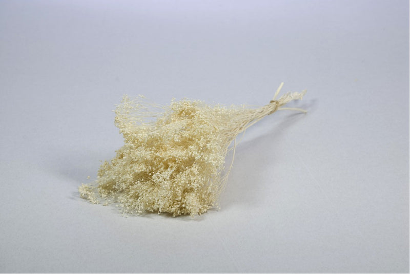 Droogbloemen - Broom bloom wit