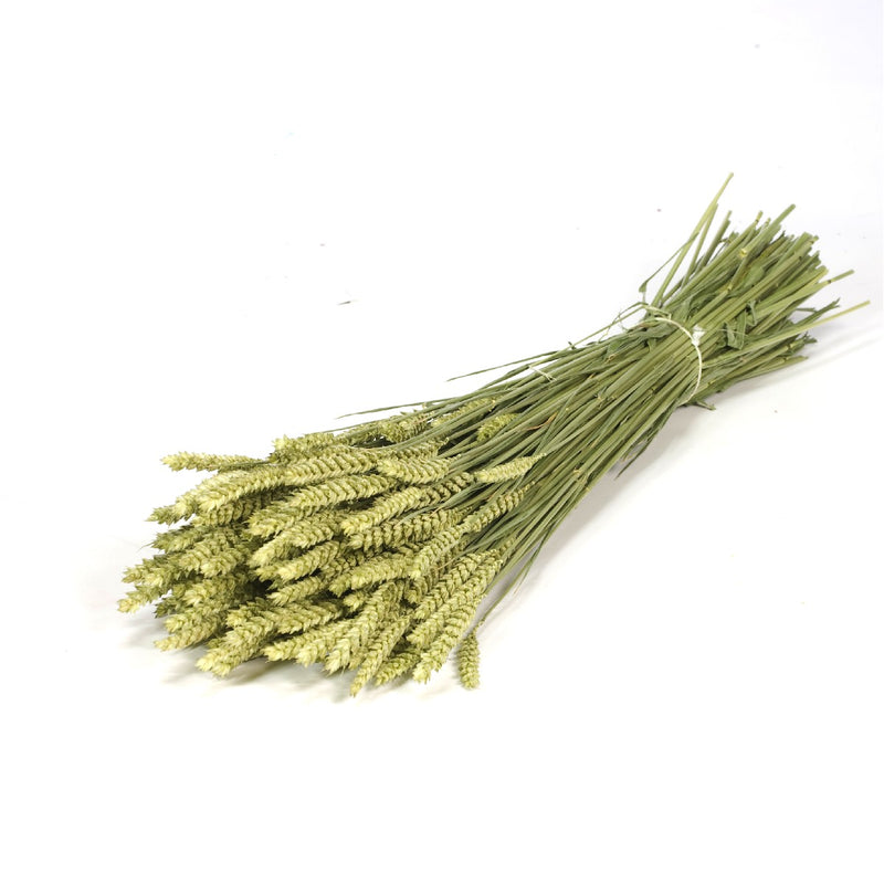 Droogbloemen - Tarwe groen