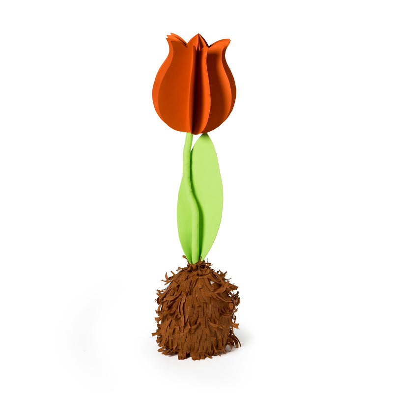 een tulp inclusief tulpenbol