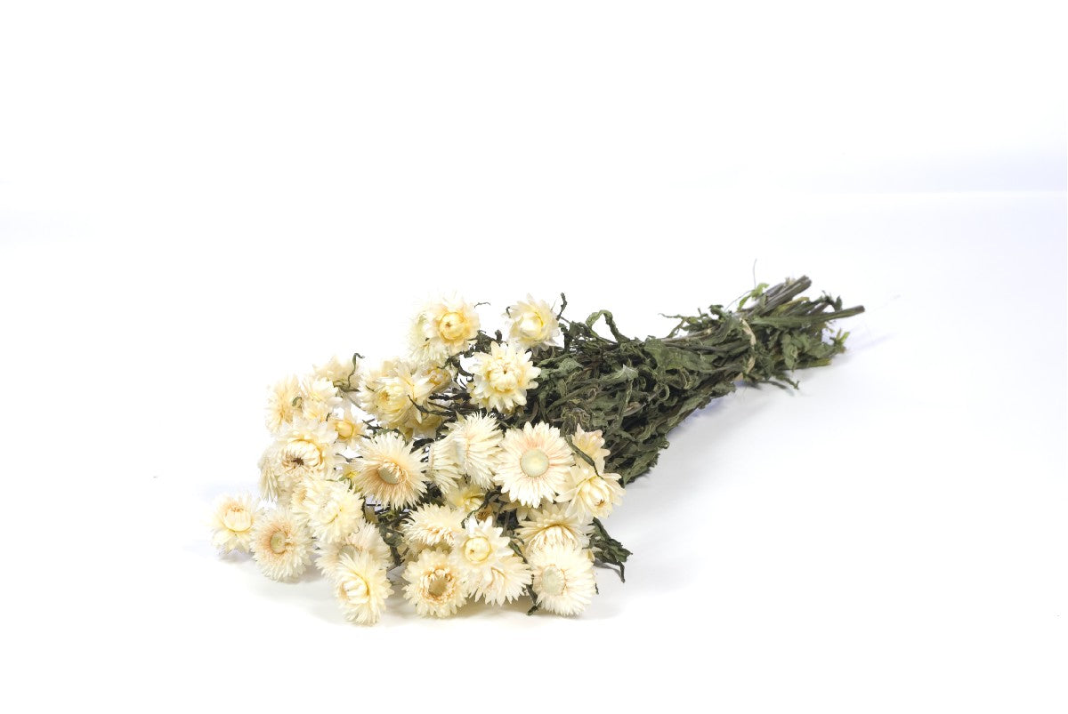 Droogbloemen Helichrysum wit