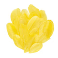 Ganzenveren geel - 6-7 cm - 3 gram