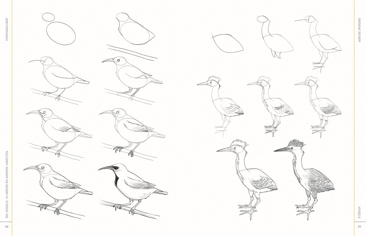 Boek - 100 vogels, vlinders en andere insecten