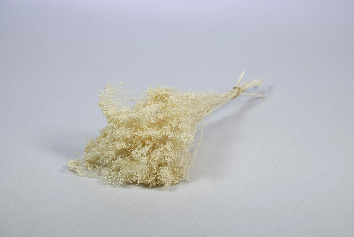 Droogbloemen - Broom bloom wit