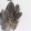 Parelhoenveren natuur 5-10 cm ±40 stuks
