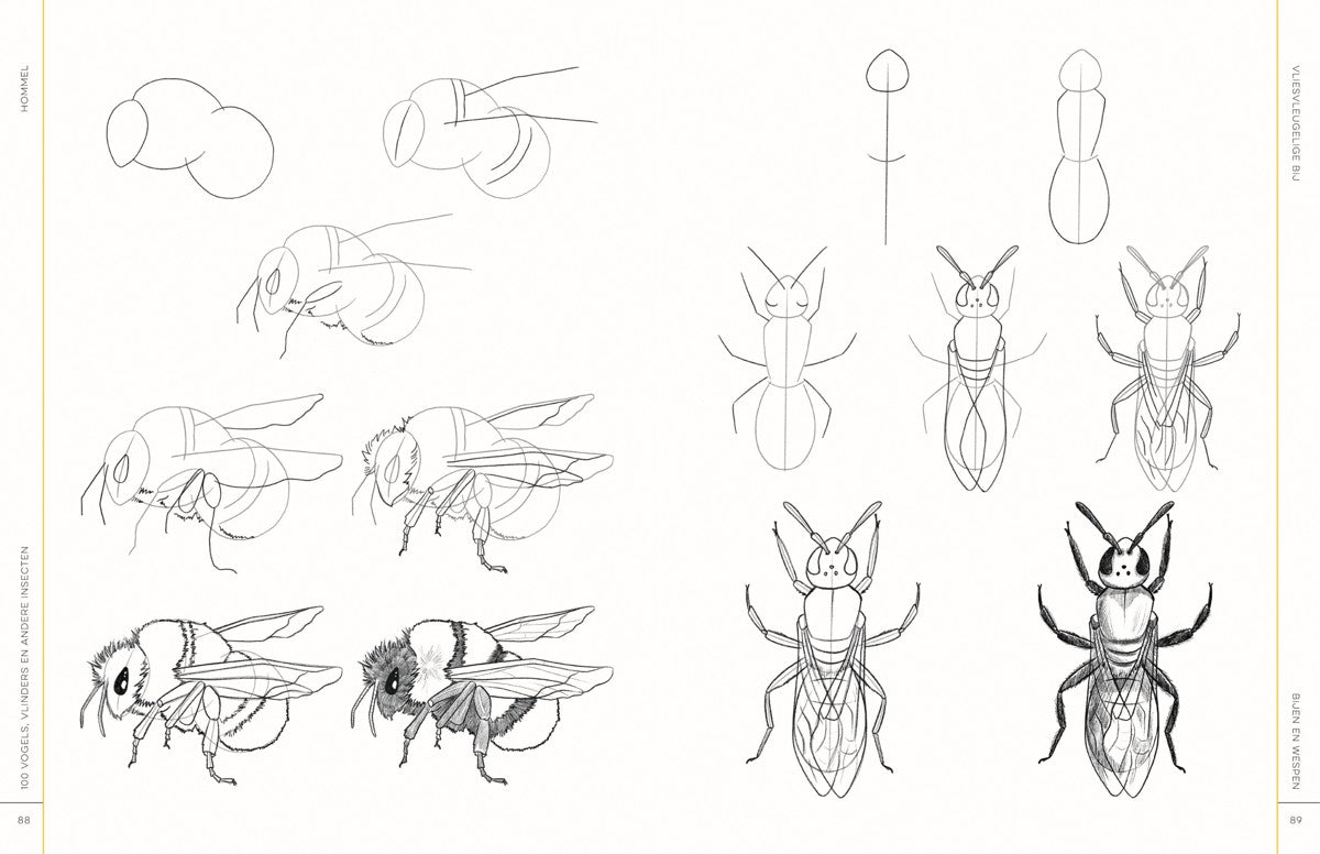 Boek - 100 vogels, vlinders en andere insecten