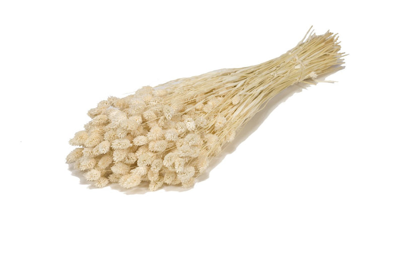 Droogbloemen - Phalis wit