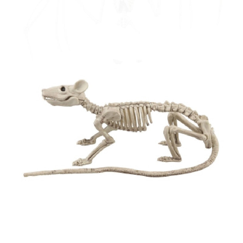Skelet rat