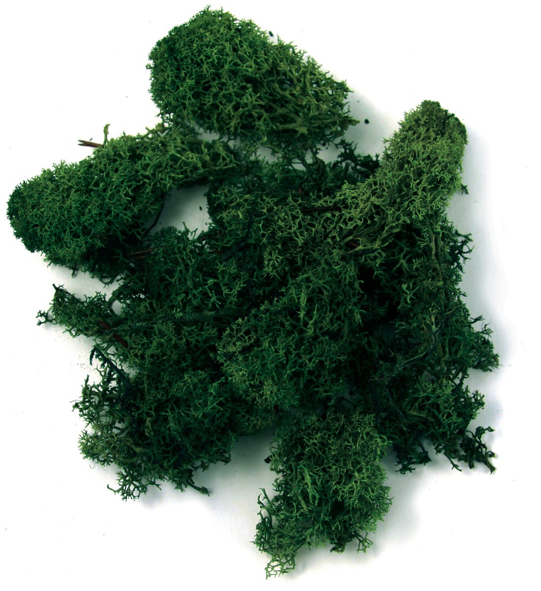 IJslandmos - 100 gram - groen