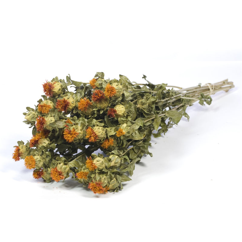 Droogbloemen - Bidens oranje