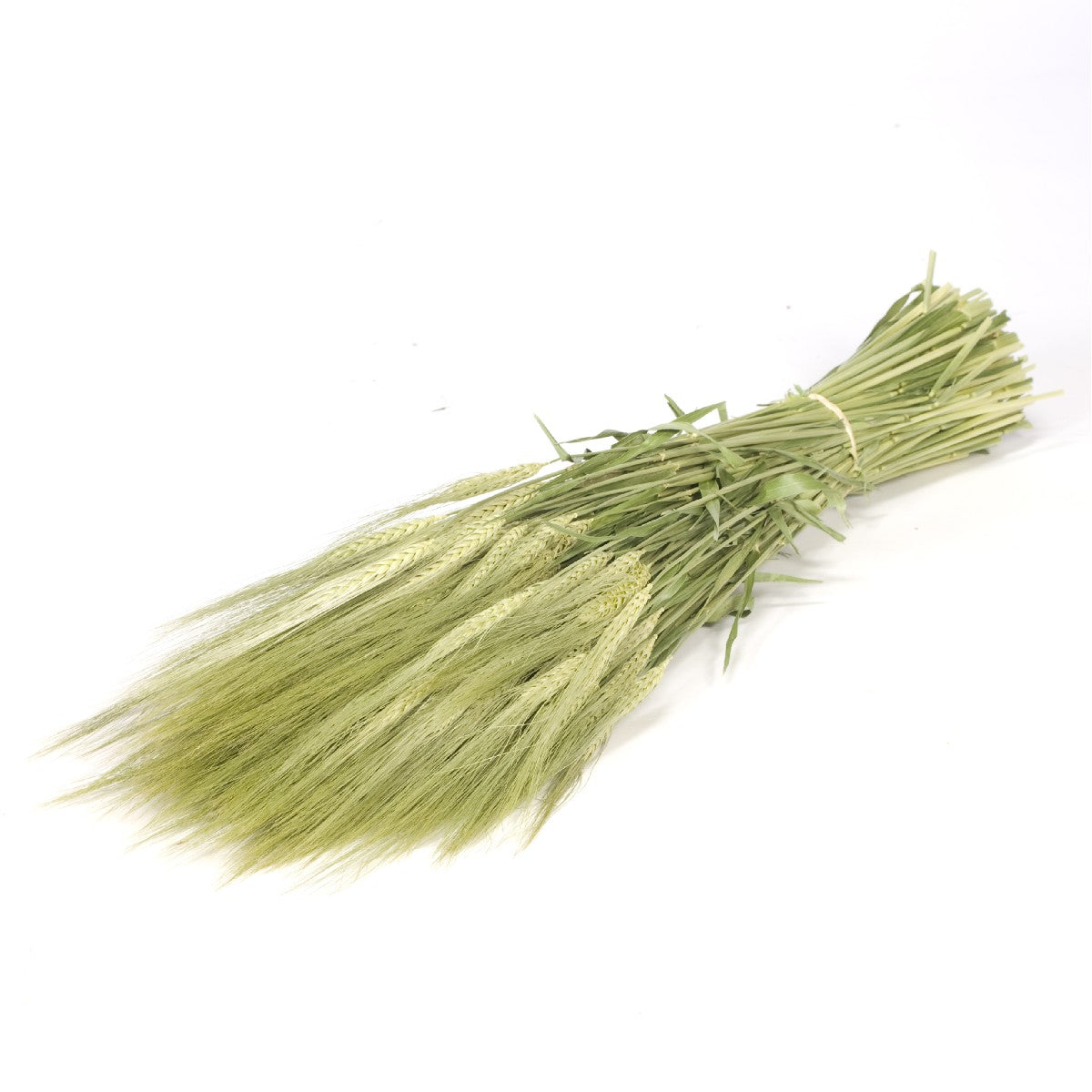 Droogbloemen - Gerst groen