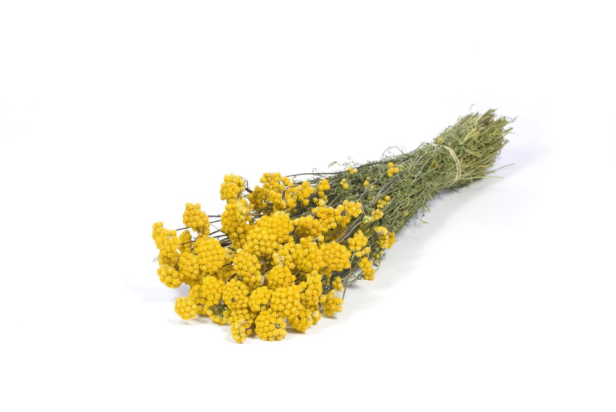 Droogbloemen - Lona naturel geel