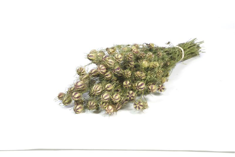 Droogbloemen - Nigella flower paars