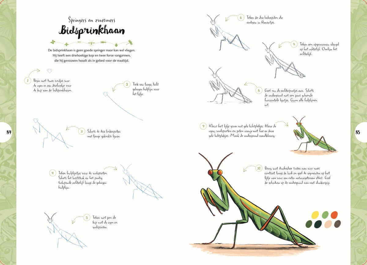 Boek - Tekenen in 10 Stappen - Vlinders, kevers, bijen en andere insecten