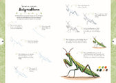 Boek - Tekenen in 10 Stappen - Vlinders, kevers, bijen en andere insecten