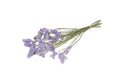 Droogbloemen - Statice sinuata lila