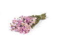 Droogbloemen - Rhodante roze