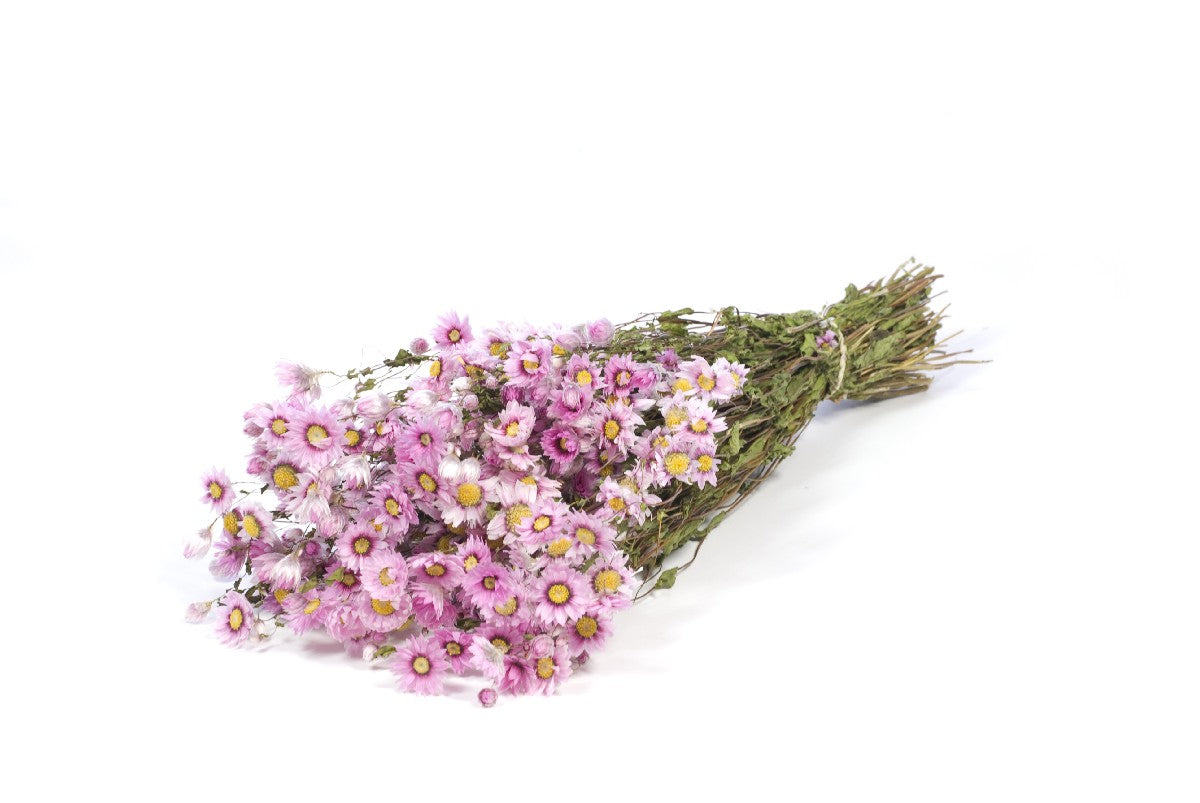Droogbloemen - Rhodante roze