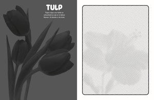 Kleurboek - Mystical Dots Bloemen