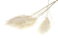 Pluim Cotaderia - naturel 115 cm