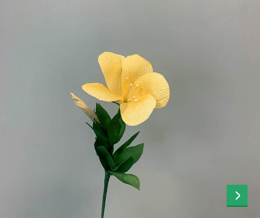 allamanda