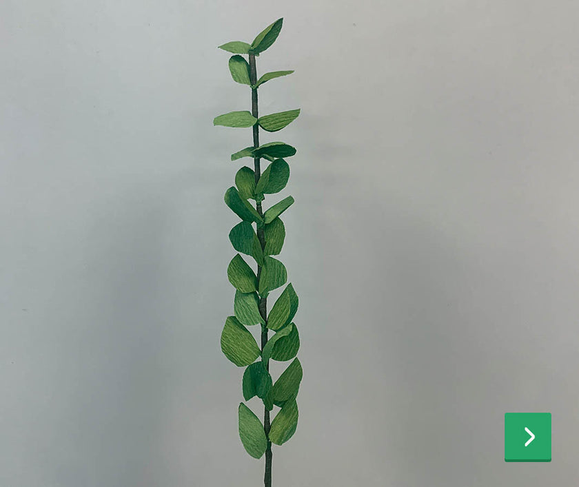 eucalyptus