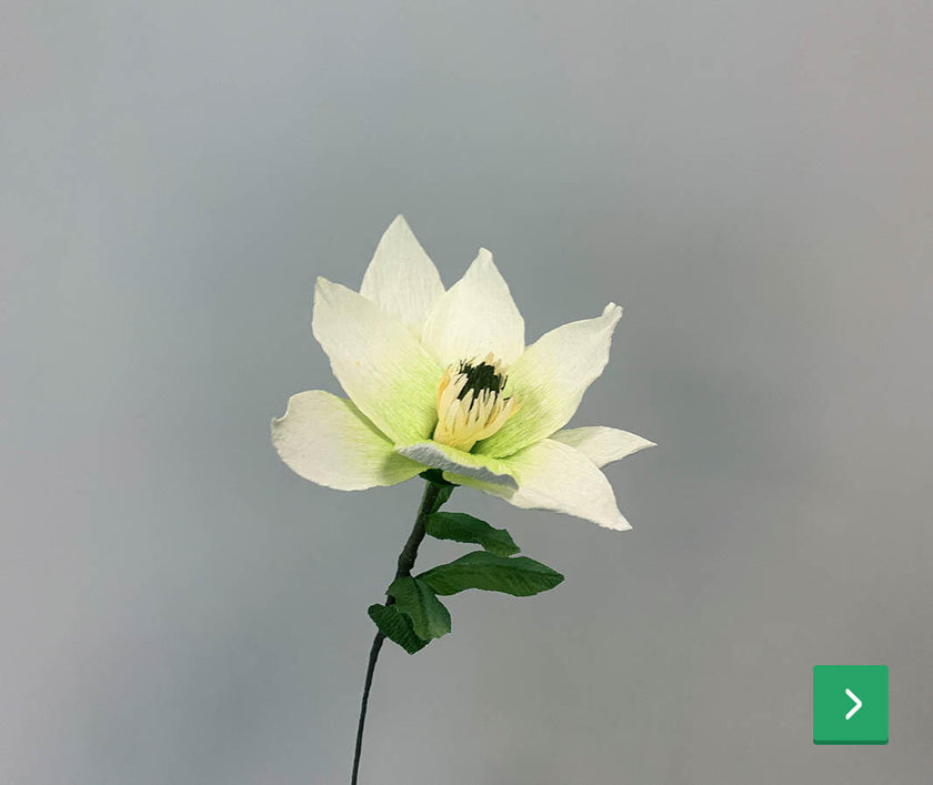 magnolia