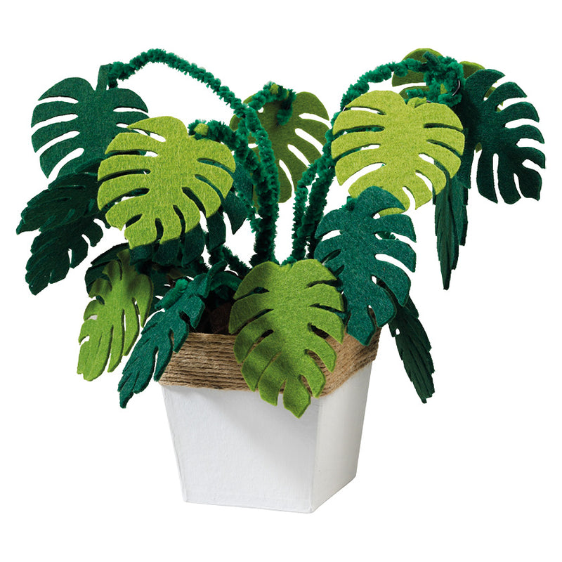 monstera plant