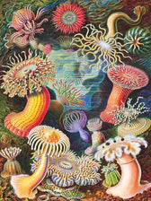 Puzzel - 1000 stukjes - Sea Anemones