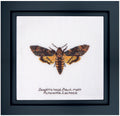 Borduurkit aida death's head hawk moth