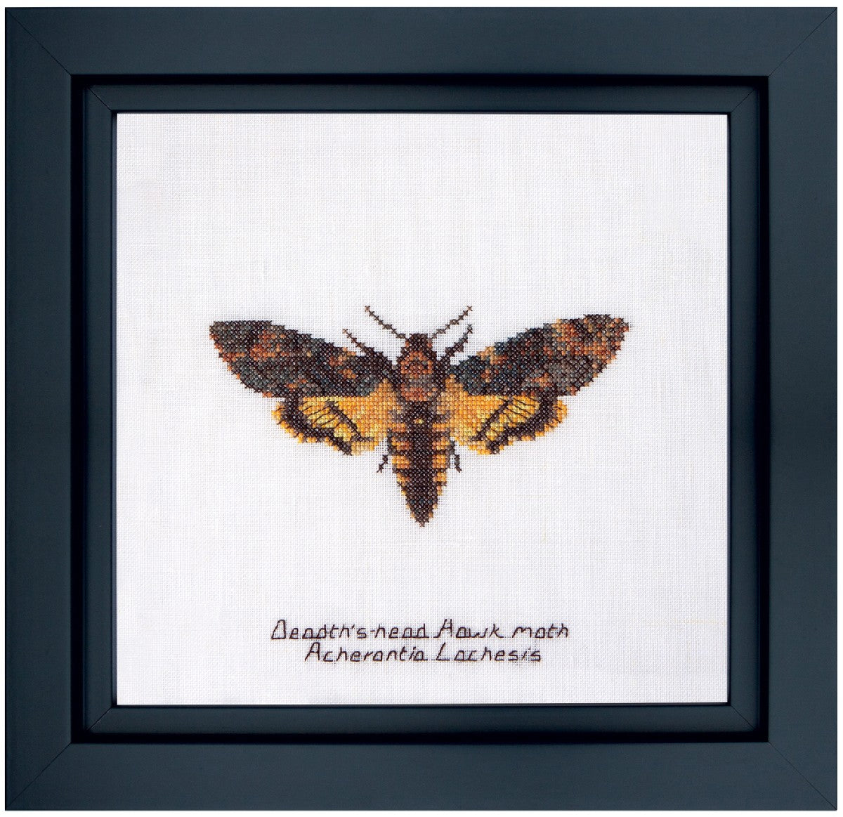 Borduurkit aida death's head hawk moth