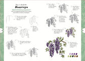 Boek - Tekenen in 10 Stappen - Wilde Bloemen en Planten